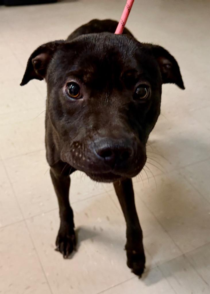 Burrito, Adoptable, Adult Male Boxer & American Staffordshire Terrier.