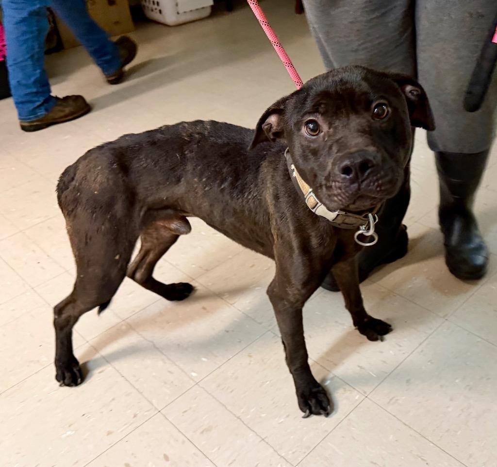 Enlarge Burrito, a Adoptable mixed breed in Burnsville, NC image 2/6