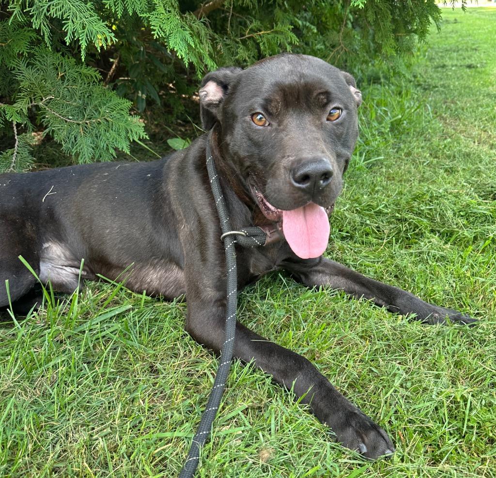 Enlarge Burrito, a Adoptable mixed breed in Burnsville, NC image 3/6