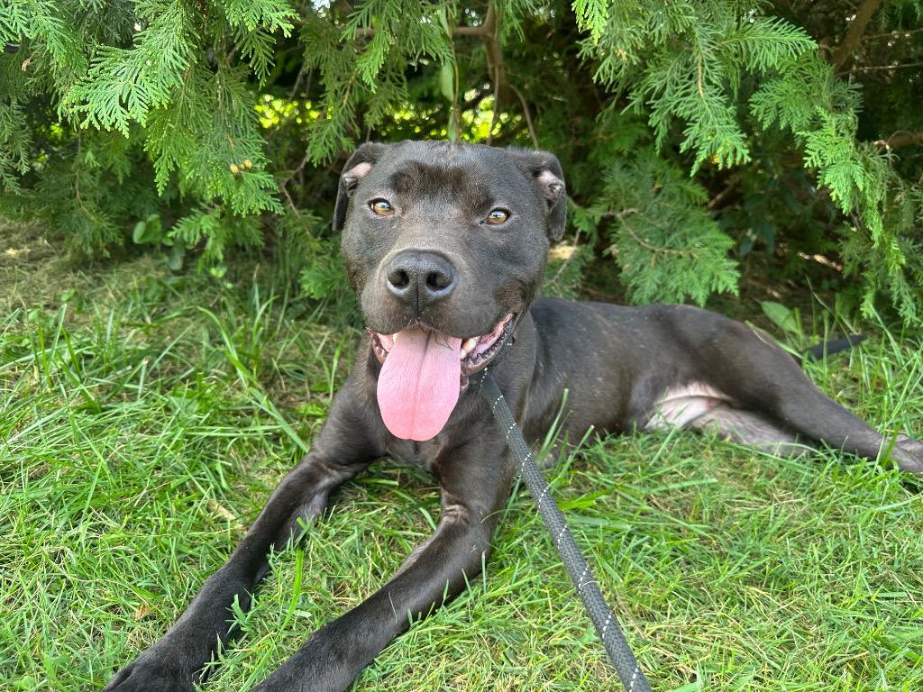 Enlarge Burrito, a Adoptable mixed breed in Burnsville, NC image 4/6