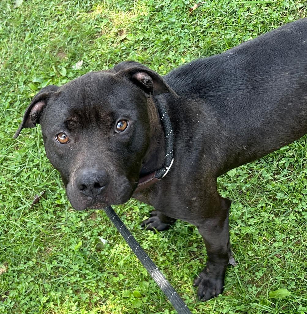 Enlarge Burrito, a Adoptable mixed breed in Burnsville, NC image 6/6