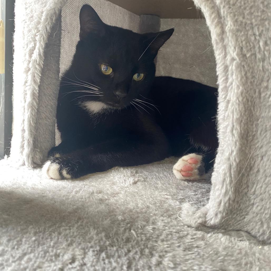 Enlarge Binx, a Adoptable Domestic Short Hair in Houston, TX image 1/6