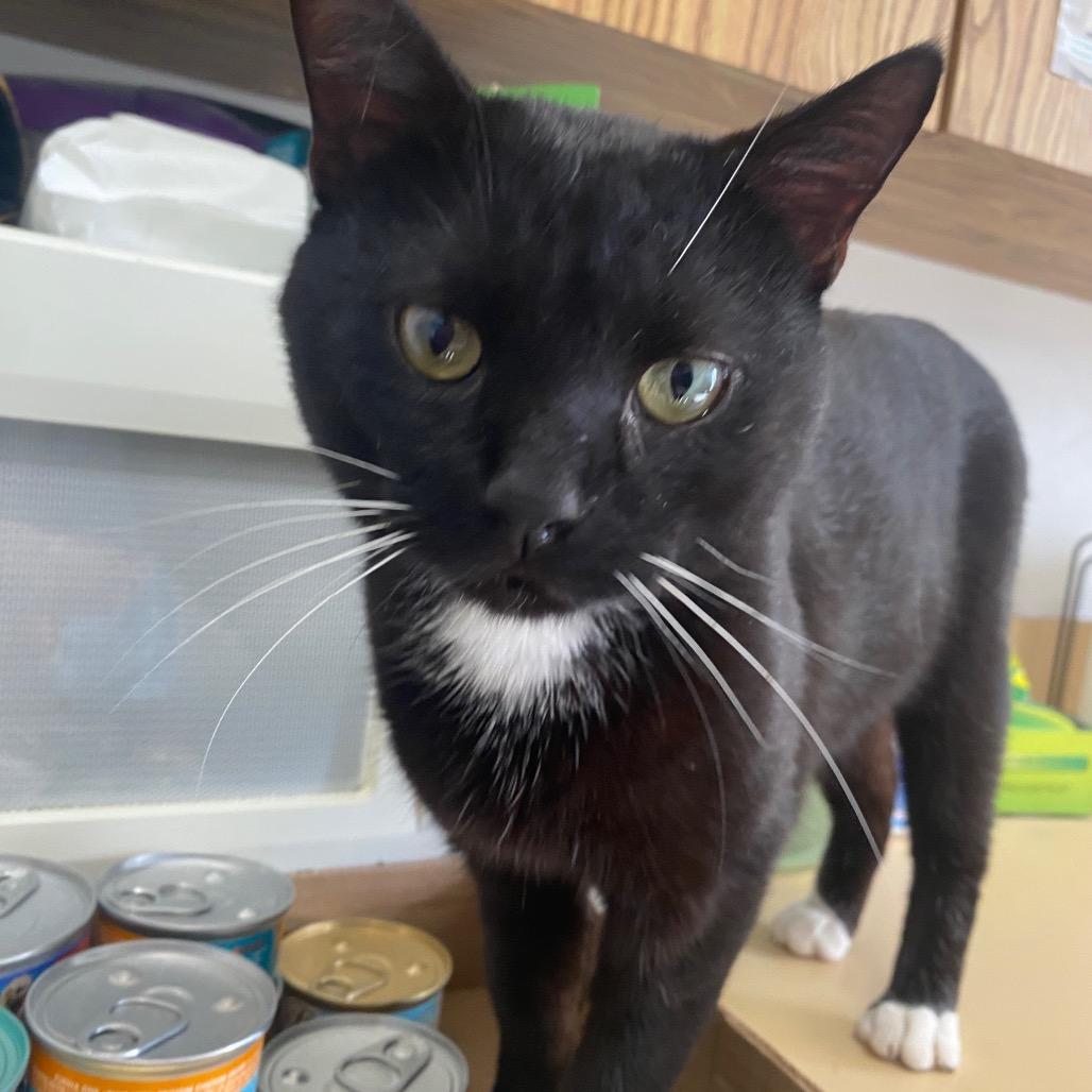 Enlarge Binx, a Adoptable Domestic Short Hair in Houston, TX image 2/6