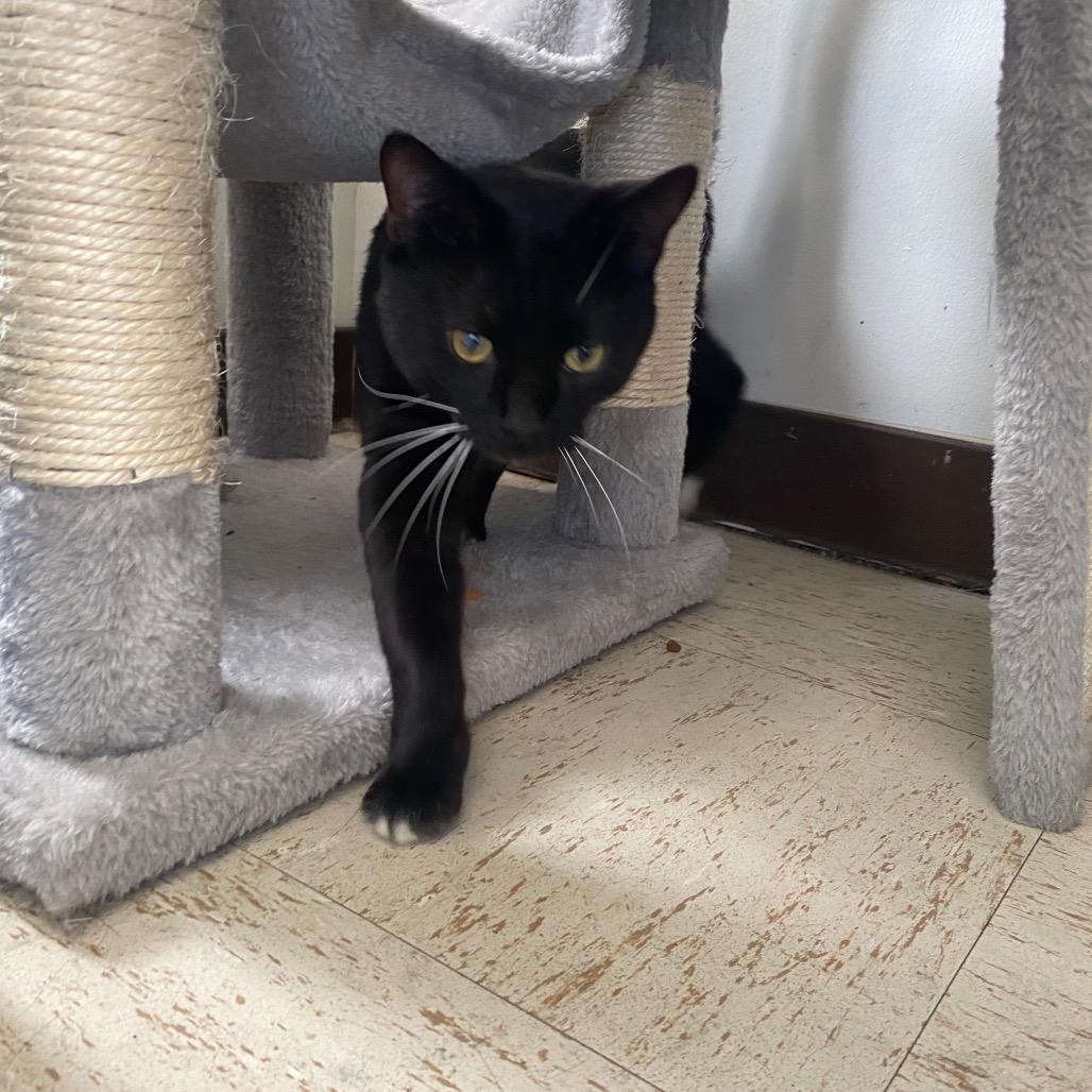 Enlarge Binx, a Adoptable Domestic Short Hair in Houston, TX image 3/6