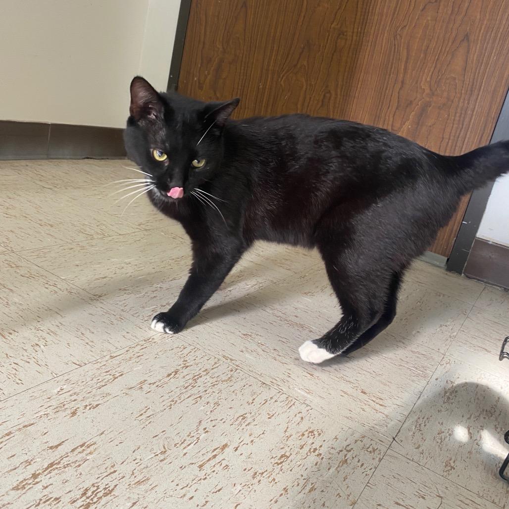 Enlarge Binx, a Adoptable Domestic Short Hair in Houston, TX image 4/6