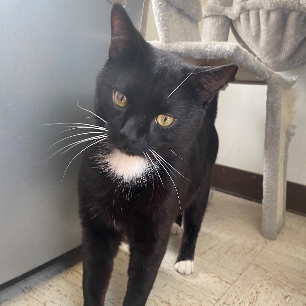 Enlarge Binx, a Adoptable Domestic Short Hair in Houston, TX image 5/6