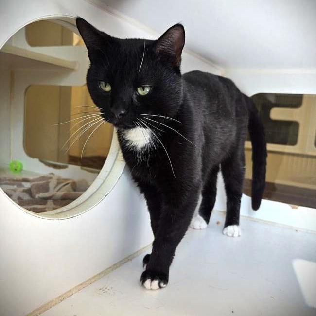 Enlarge Binx, a Adoptable Domestic Short Hair in Houston, TX image 6/6