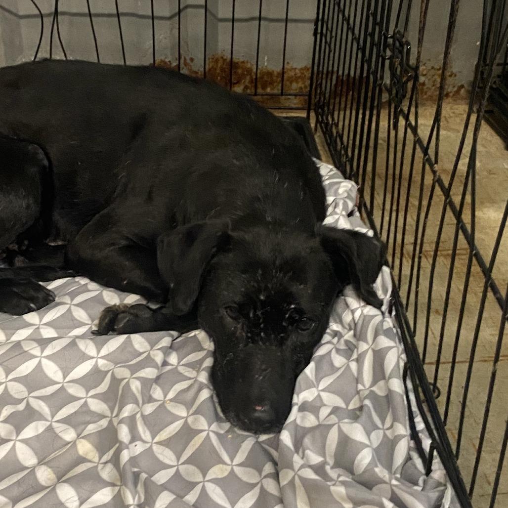 Enlarge My Lady - 012318U, a Adoptable Mixed Breed in Tupelo, MS image 1/2