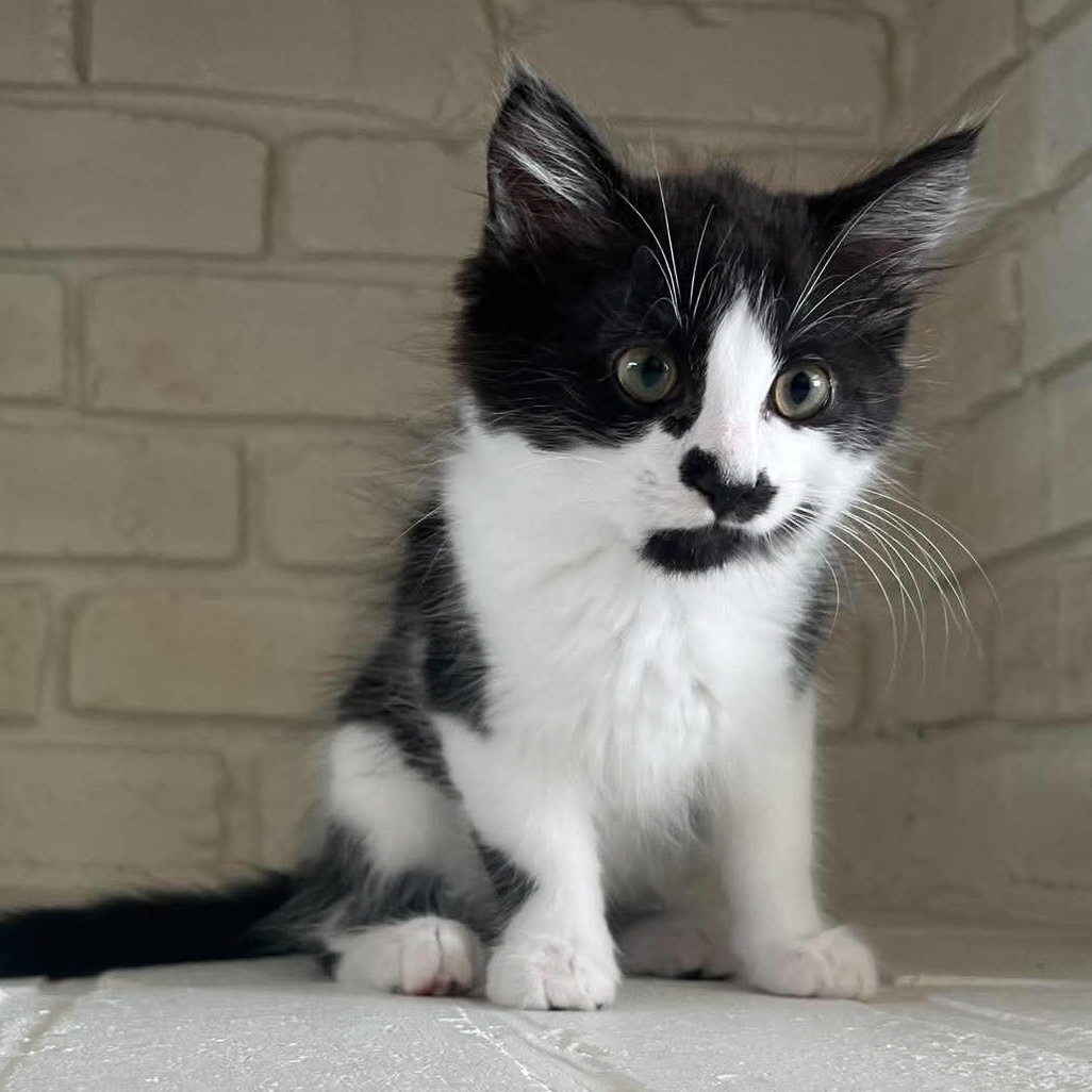 SHELDON, adopted, Kitten Male Domestic Medium Hair.