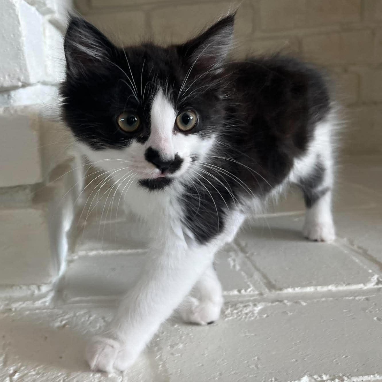 SHELDON, an adopted Domestic Medium Hair in Campbell River, BC image 2/2