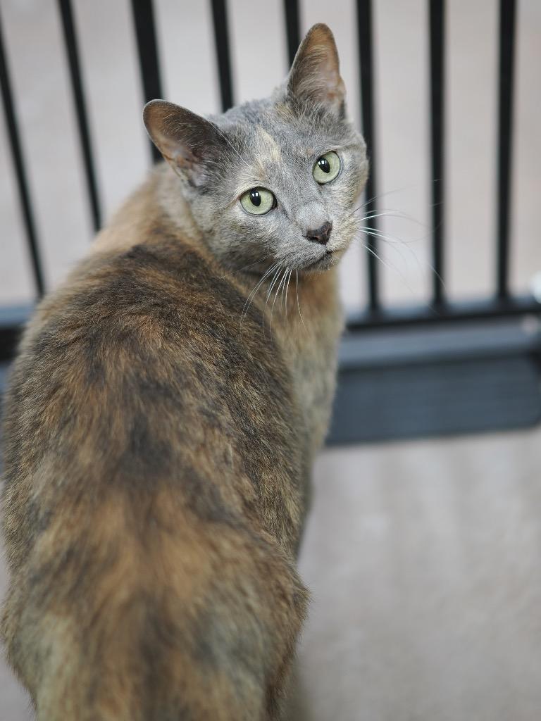 Enlarge Leilani, a Adoptable mixed breed in Cincinnati, OH image 1/6