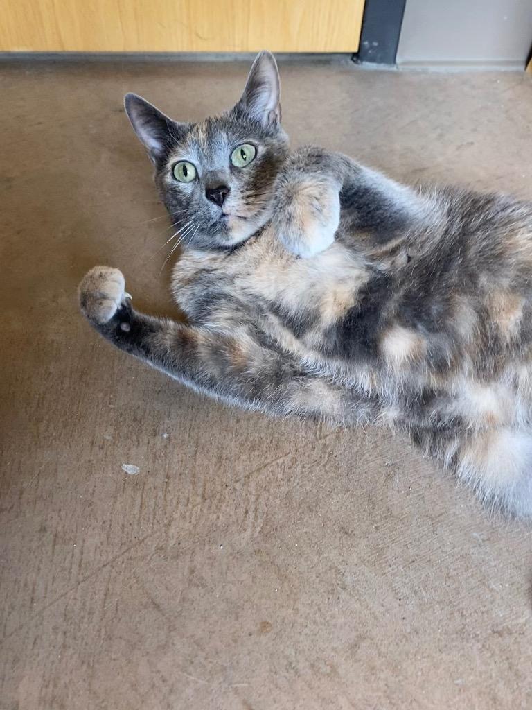 Leilani, a Adoptable mixed breed in Cincinnati, OH image 2/6