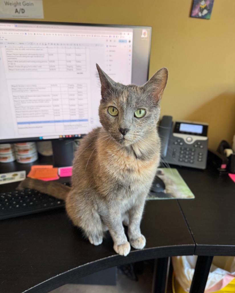 Enlarge Leilani, a Adoptable mixed breed in Cincinnati, OH image 4/6