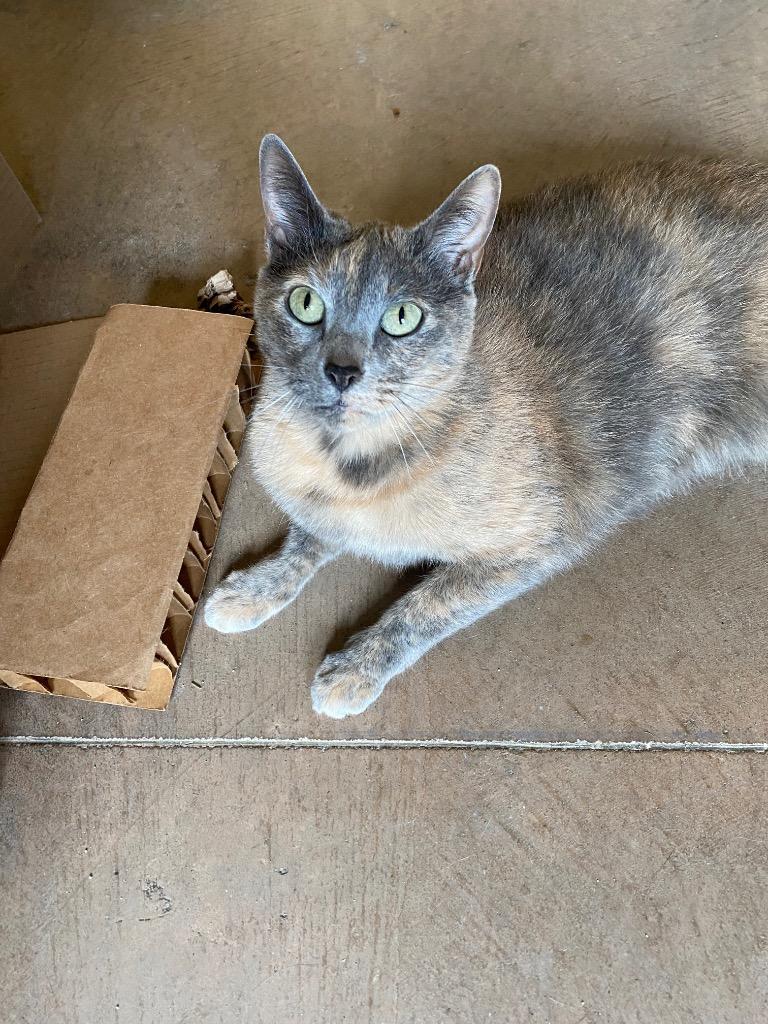 Enlarge Leilani, a Adoptable mixed breed in Cincinnati, OH image 5/6