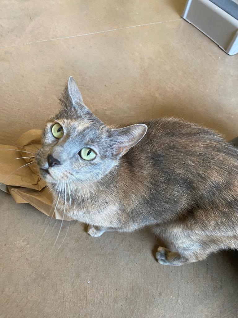 Leilani, a Adoptable mixed breed in Cincinnati, OH image 5/6