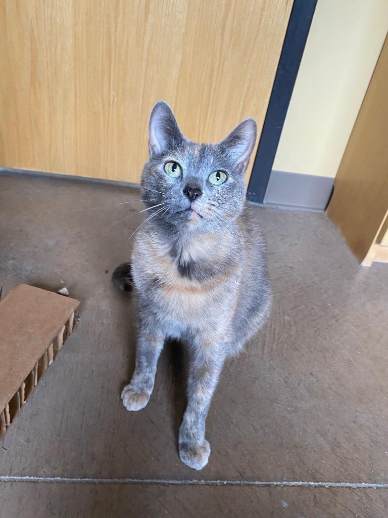 Enlarge Leilani, a Adoptable mixed breed in Cincinnati, OH image 6/6