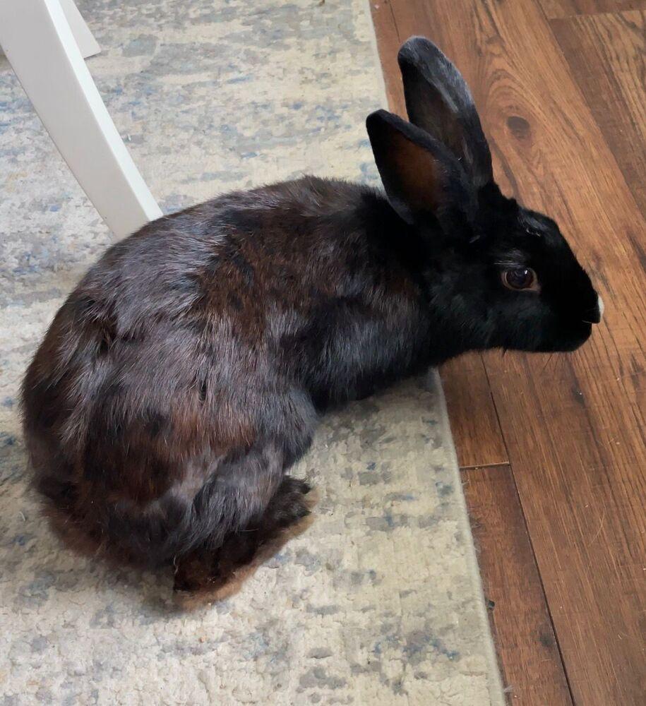 Maddie, Adoptable, Adult Female American.