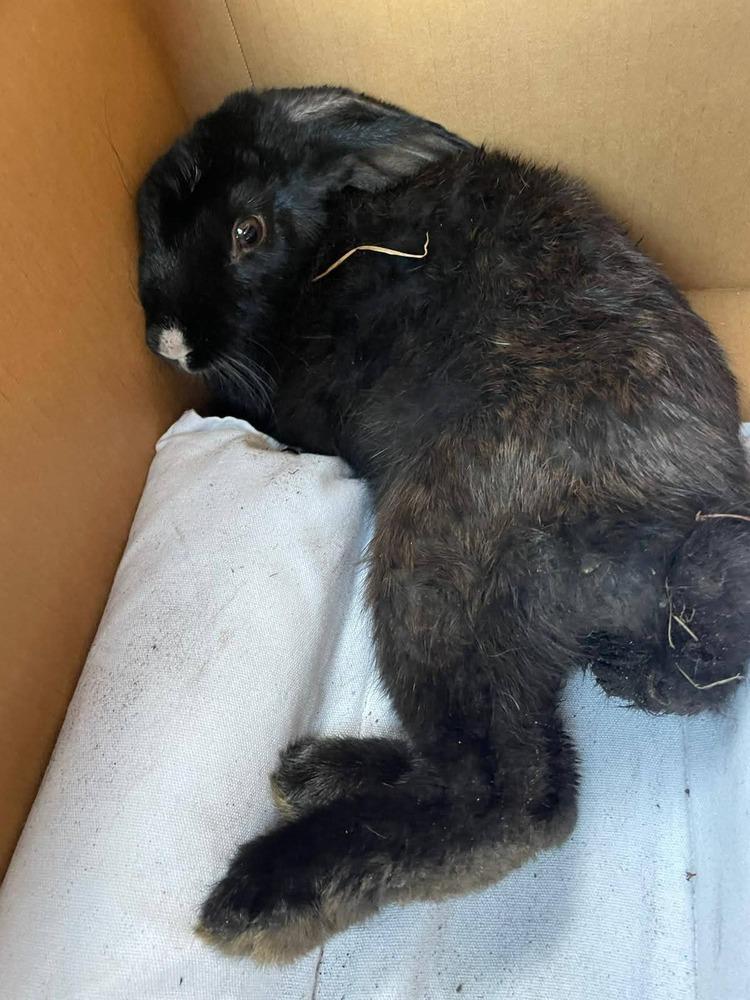 Enlarge Maddie, a Adoptable American in Melbourne, FL image 2/5