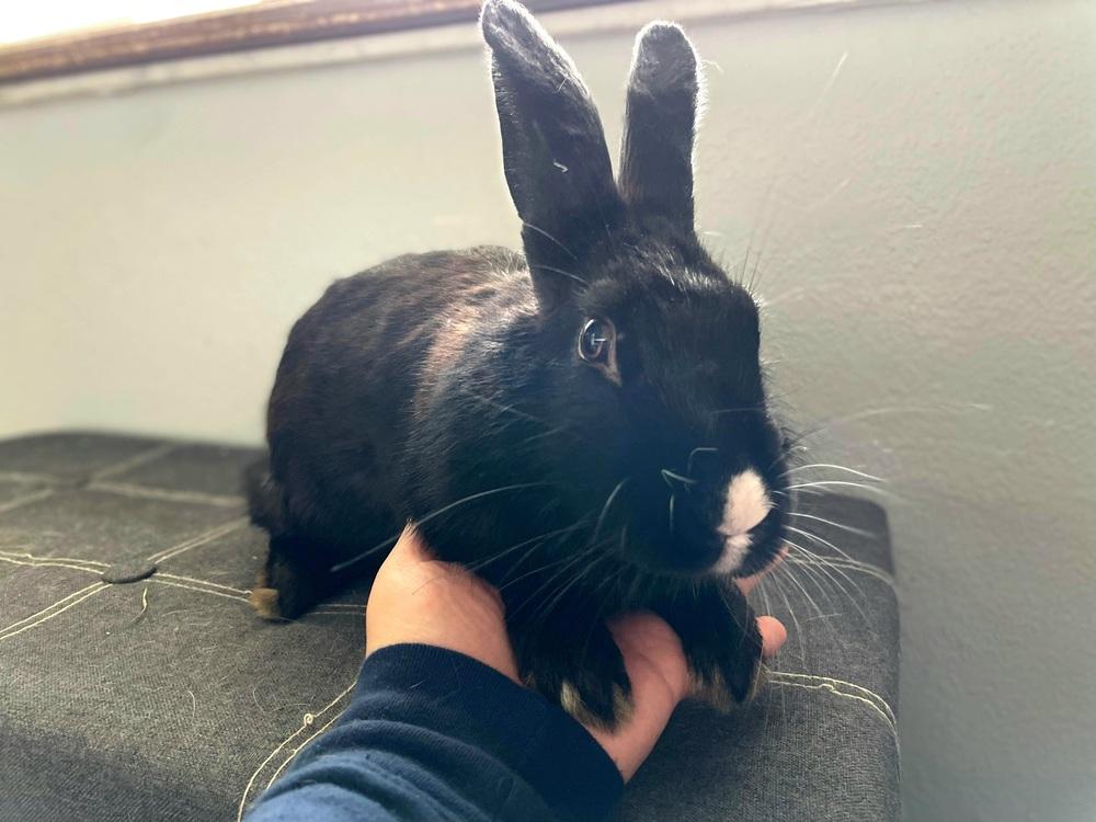 Enlarge Maddie, a Adoptable American in Melbourne, FL image 3/5