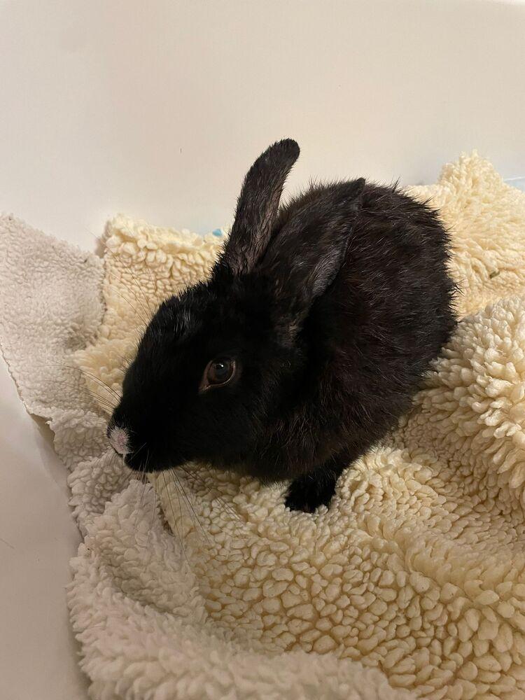 Enlarge Maddie, a Adoptable American in Melbourne, FL image 4/5