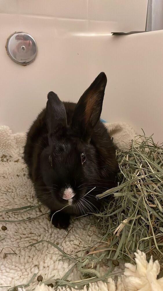 Enlarge Maddie, a Adoptable American in Melbourne, FL image 5/5