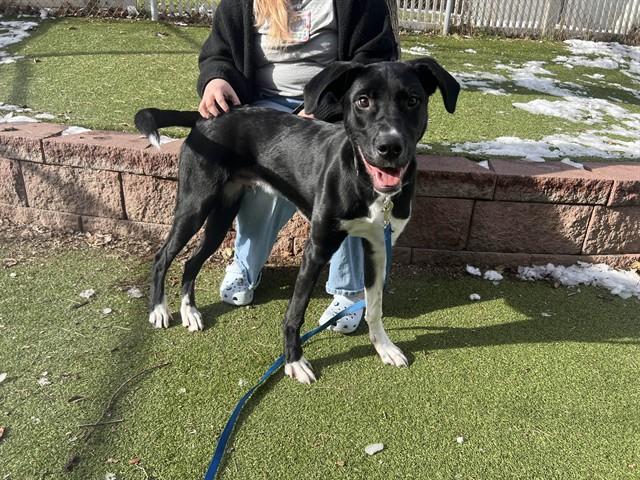 LEO, Adoptable, Young Male Labrador Retriever & Mixed Breed.