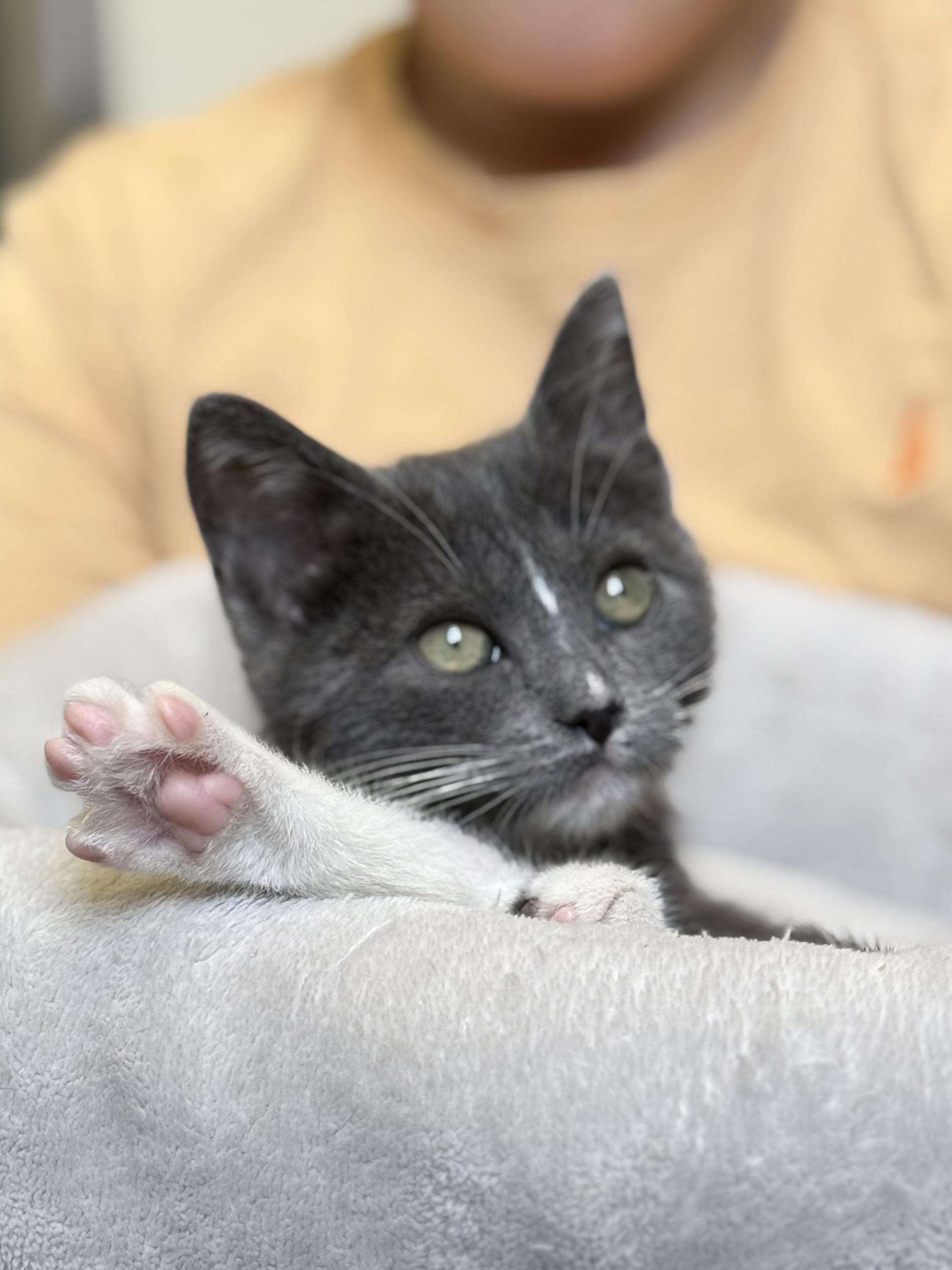 Lapras, an adopted Domestic Short Hair in Bowdoin, ME image 1/6