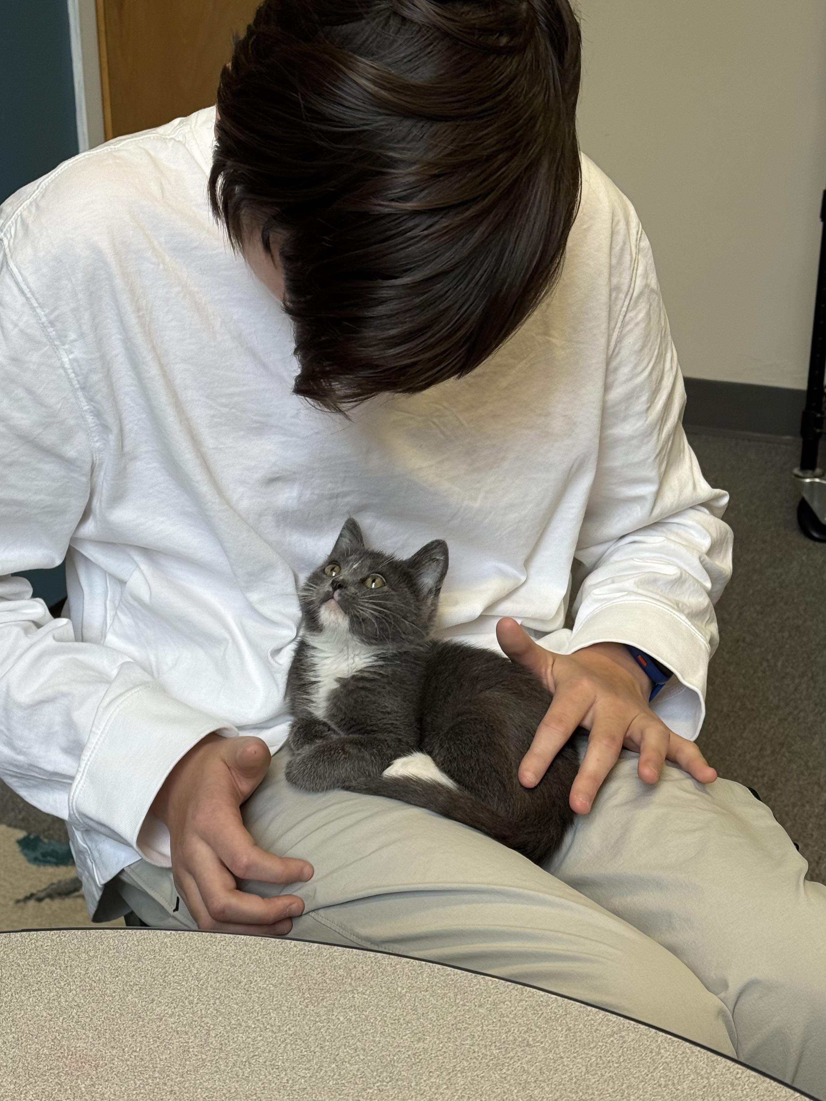 Lapras, an adopted Domestic Short Hair in Bowdoin, ME image 6/6