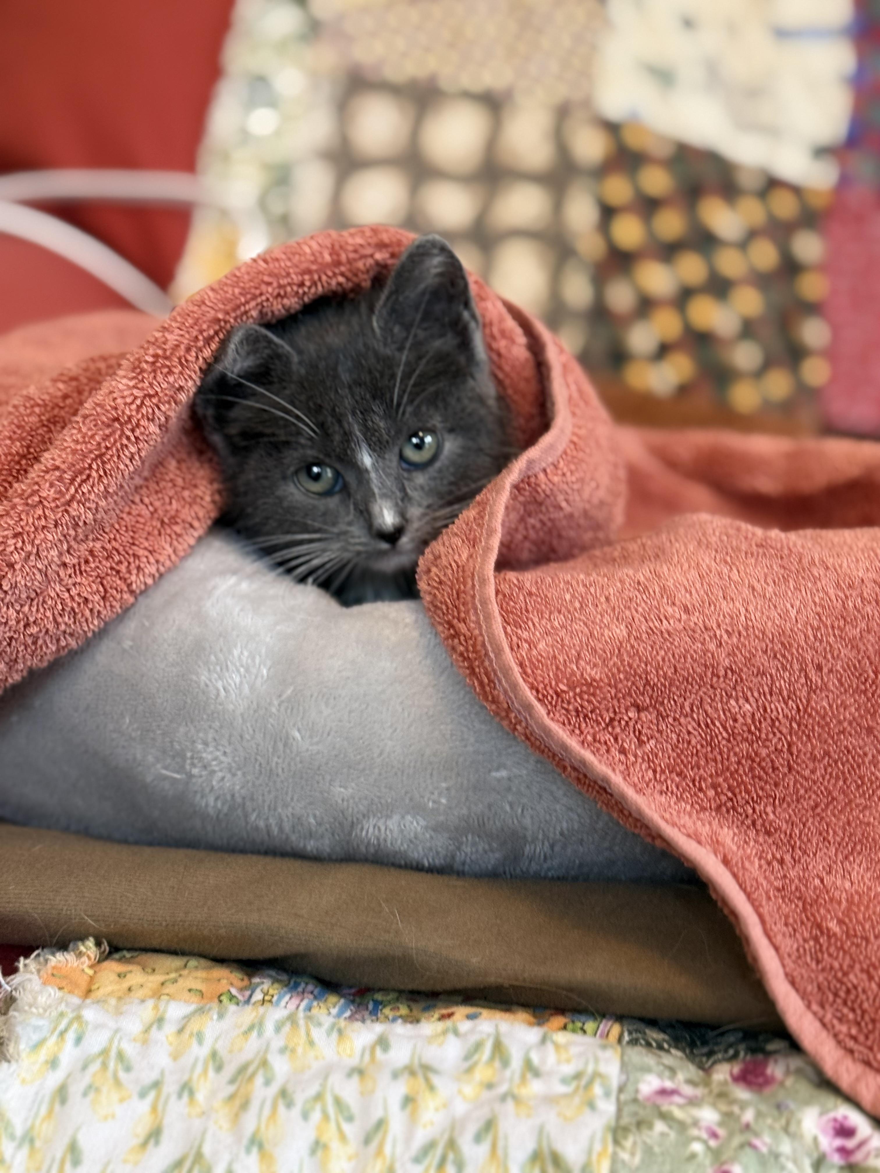 Lapras, an adopted Domestic Short Hair in Bowdoin, ME image 4/6