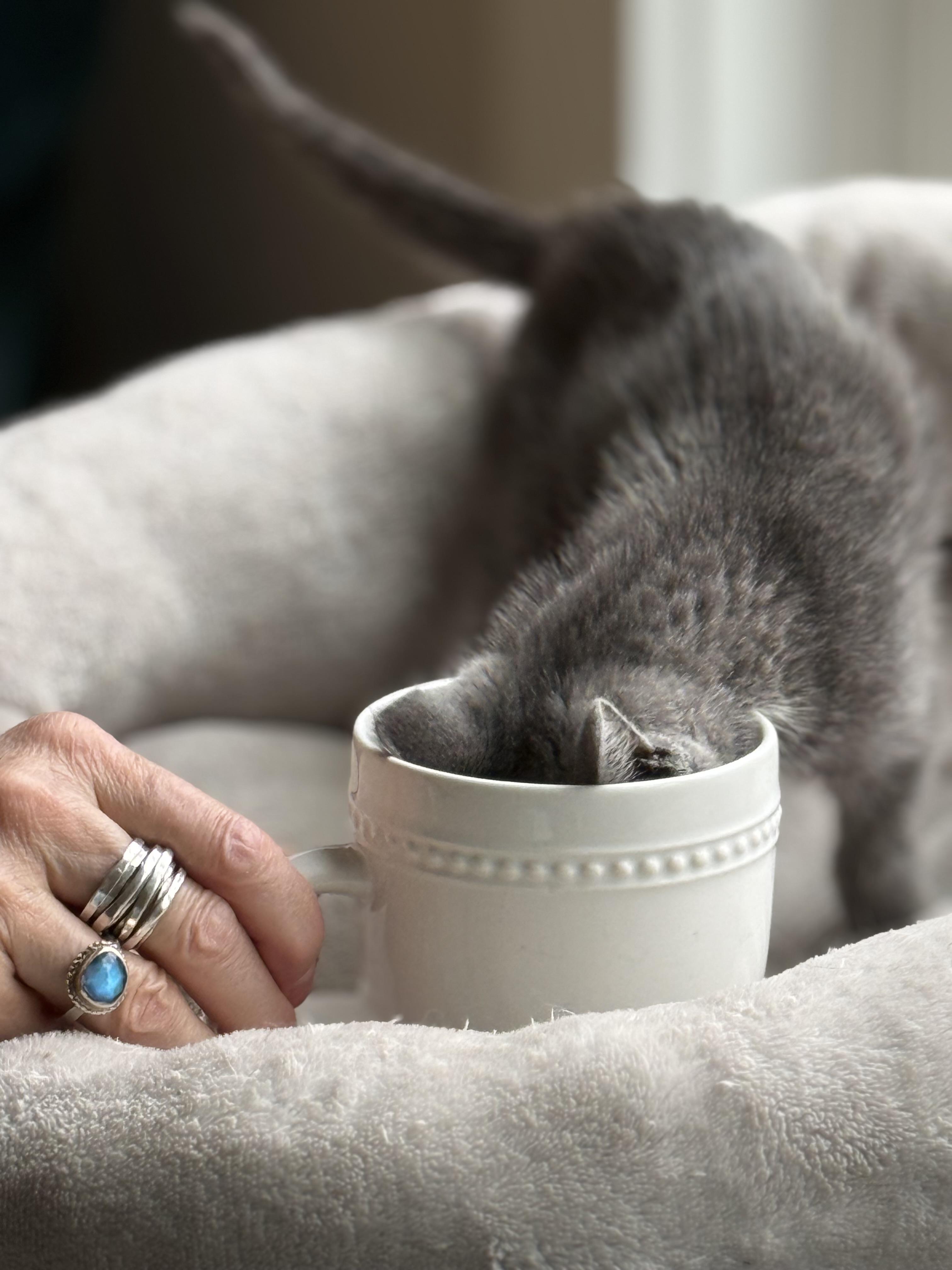 Lapras, an adopted Domestic Short Hair in Bowdoin, ME image 2/6