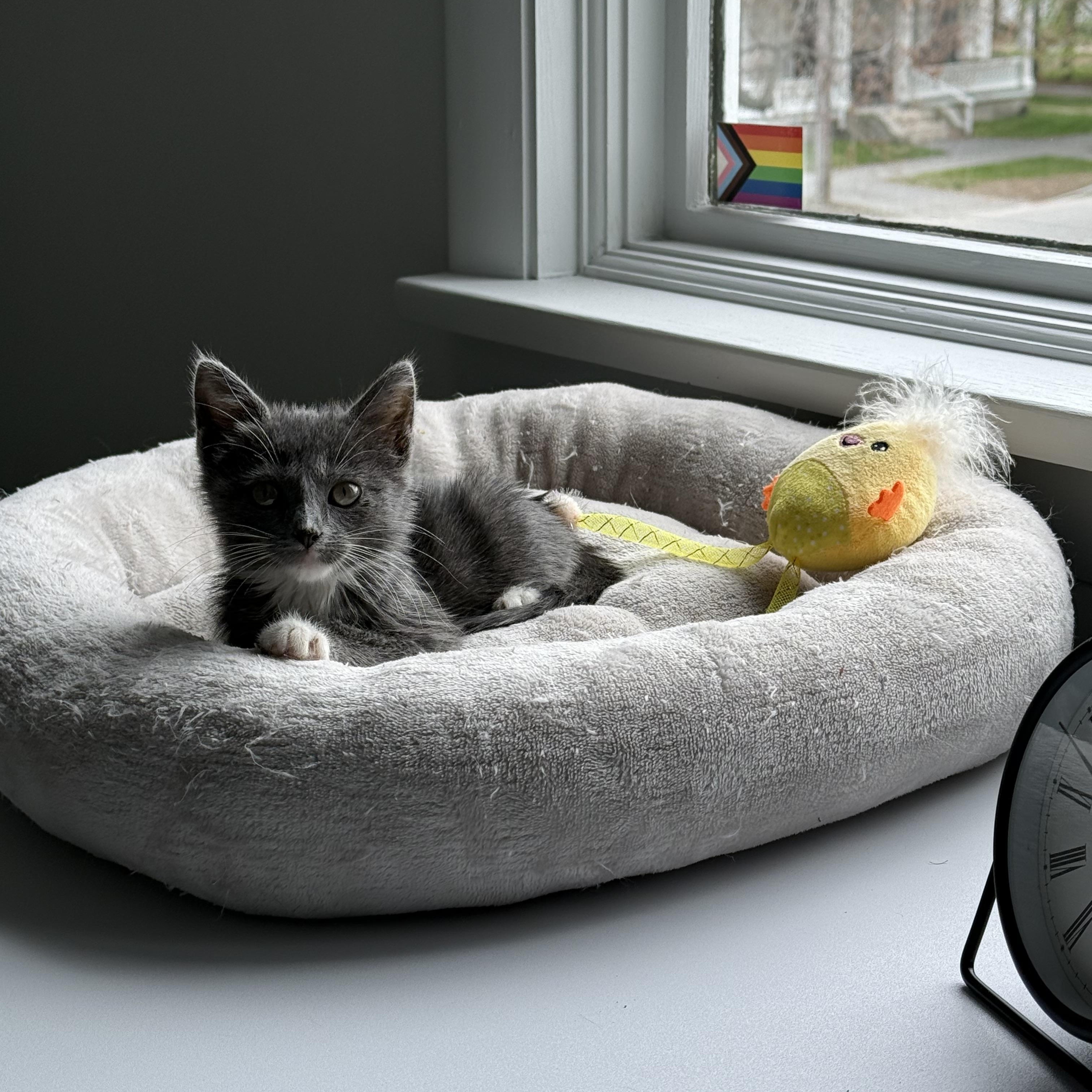 Lapras, an adopted Domestic Short Hair in Bowdoin, ME image 5/6