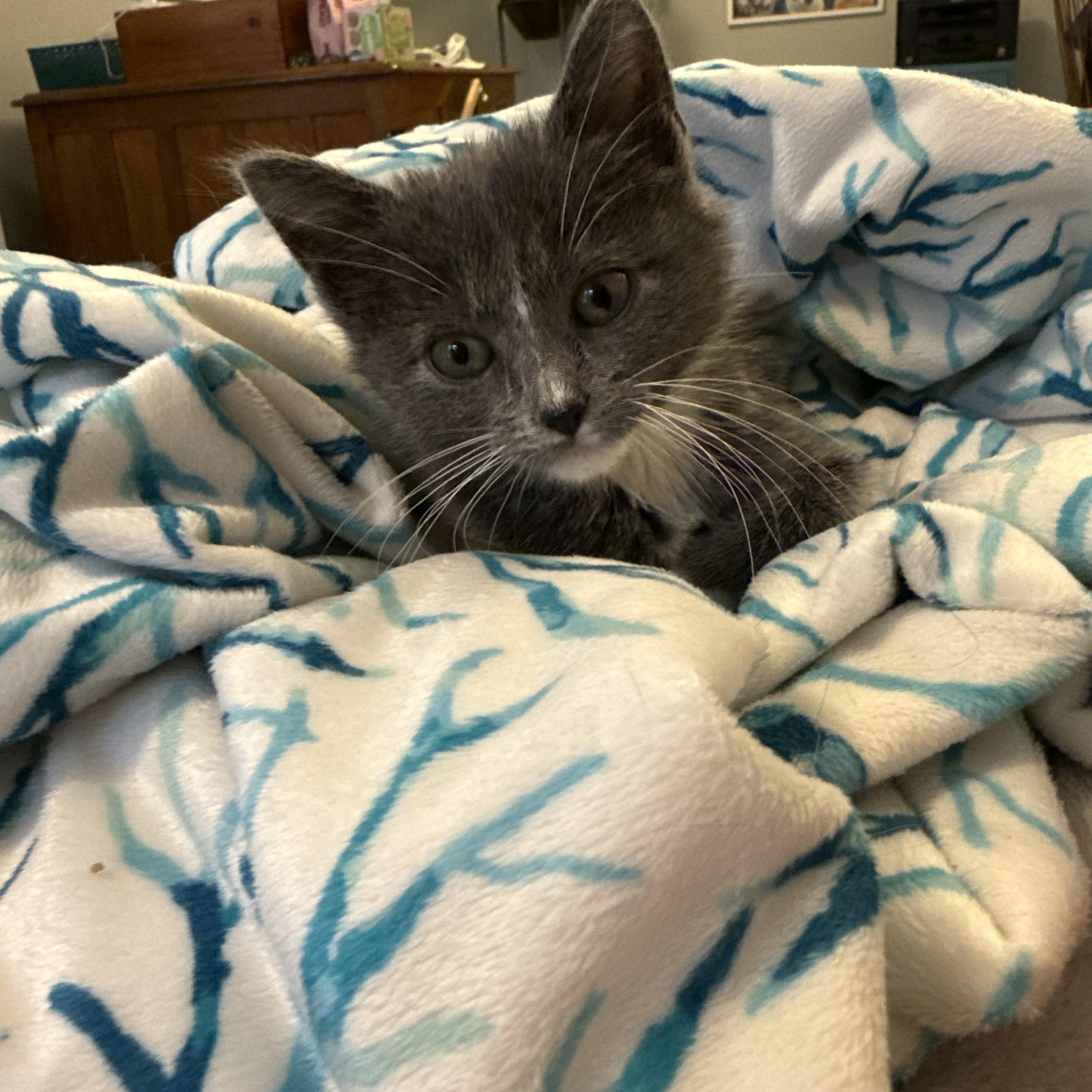 Lapras, an adopted Domestic Short Hair in Bowdoin, ME image 3/6