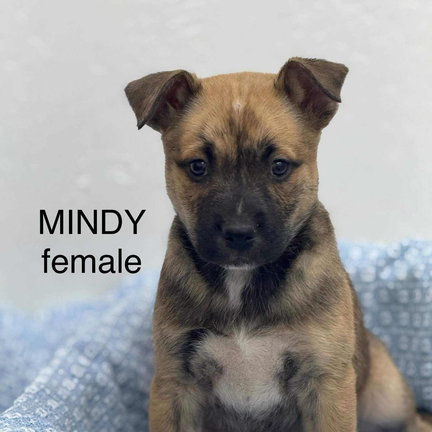 Mindy 0125