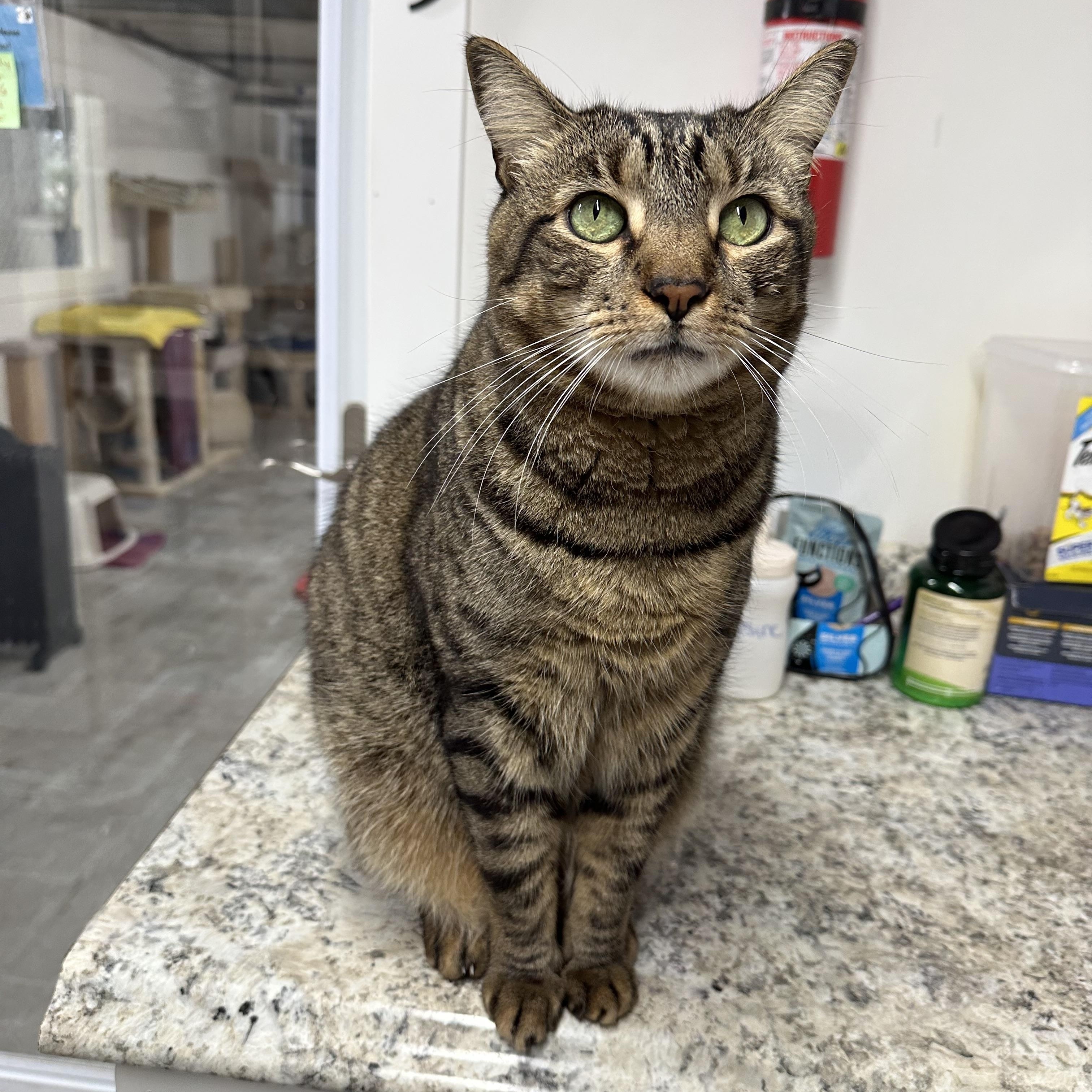 Enlarge Jaguar, a ADOPTABLE Domestic Short Hair in Jaffrey, NH image 1/4