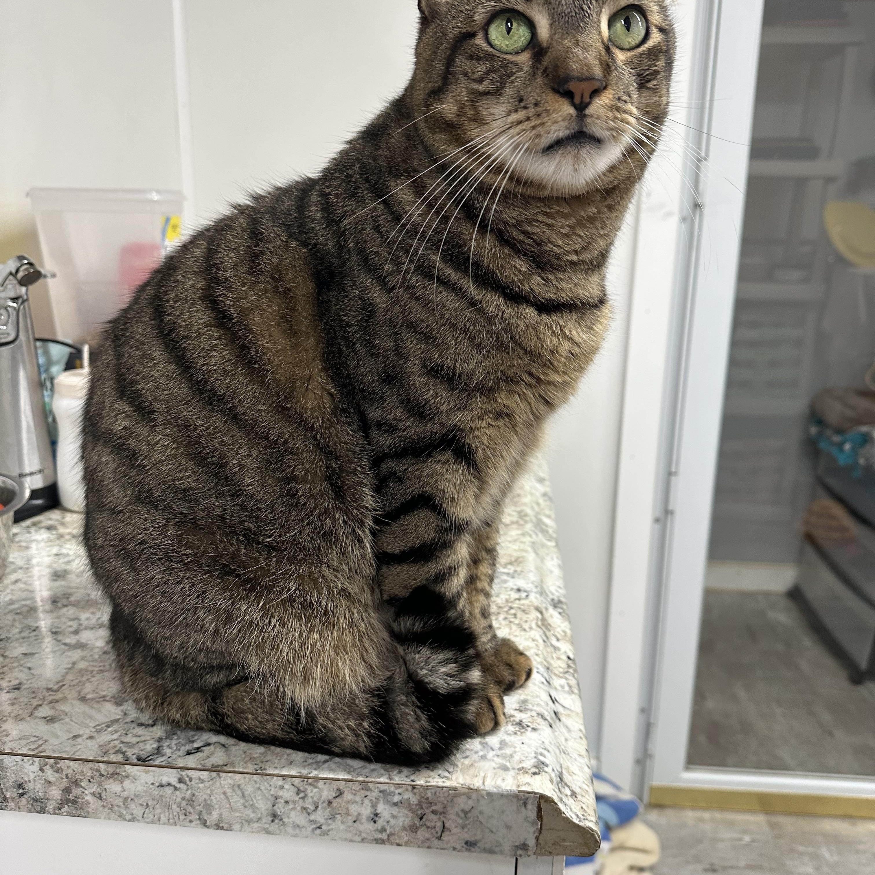 Enlarge Jaguar, a ADOPTABLE Domestic Short Hair in Jaffrey, NH image 3/4