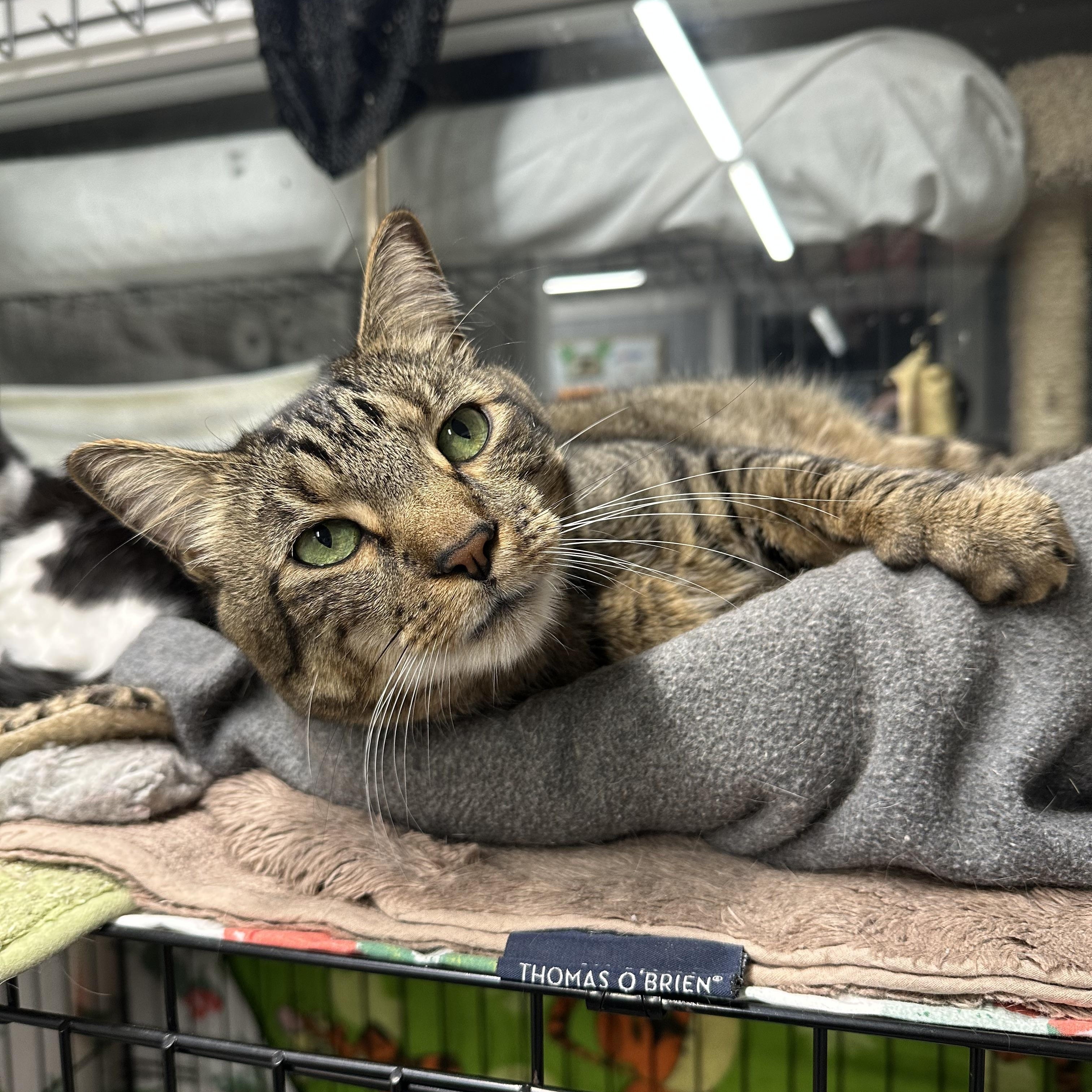 Enlarge Jaguar, a ADOPTABLE Domestic Short Hair in Jaffrey, NH image 2/4