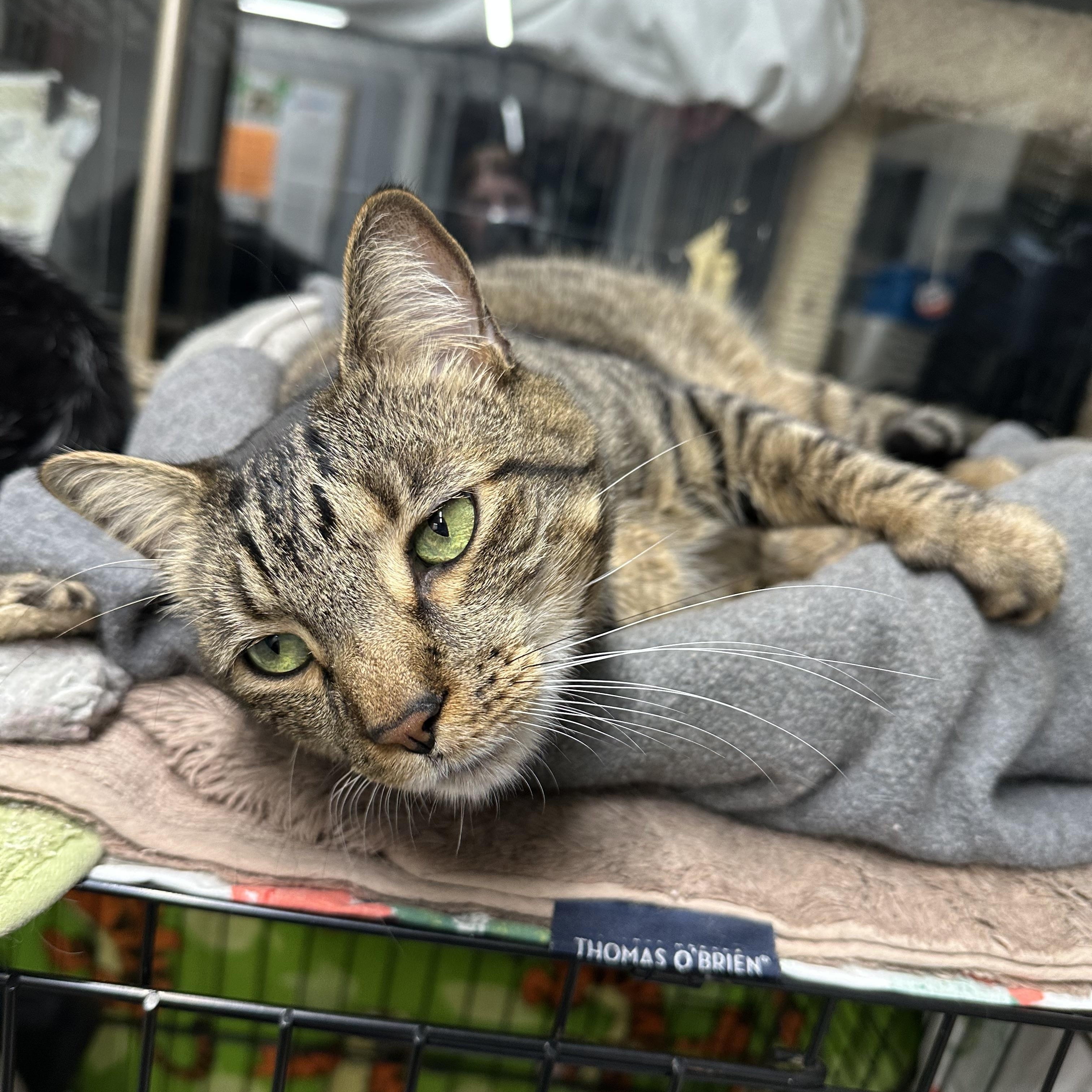 Enlarge Jaguar, a ADOPTABLE Domestic Short Hair in Jaffrey, NH image 4/4