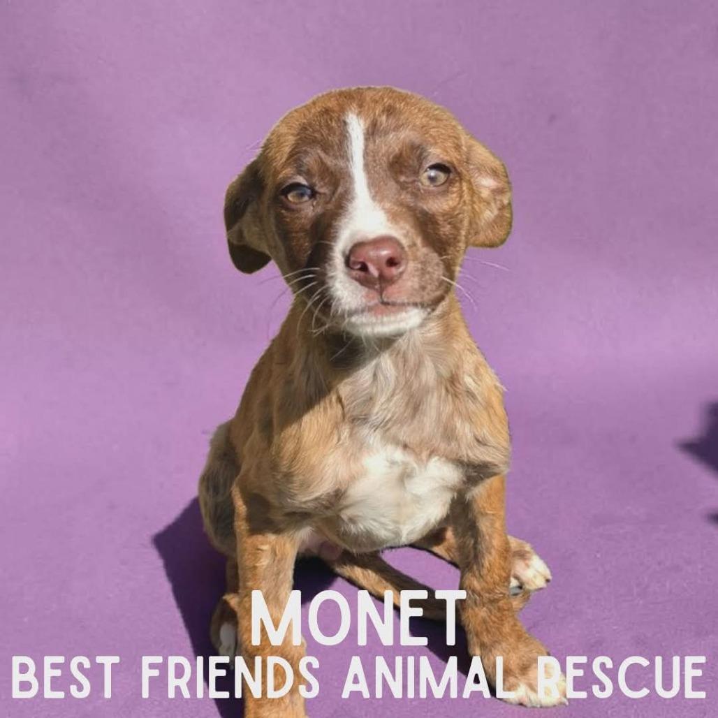 Enlarge Monet, a Adoptable mixed breed in Wasilla, AK image 1/3