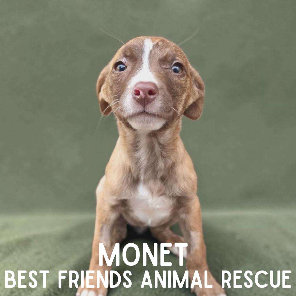 Enlarge Monet, a Adoptable mixed breed in Wasilla, AK image 2/3