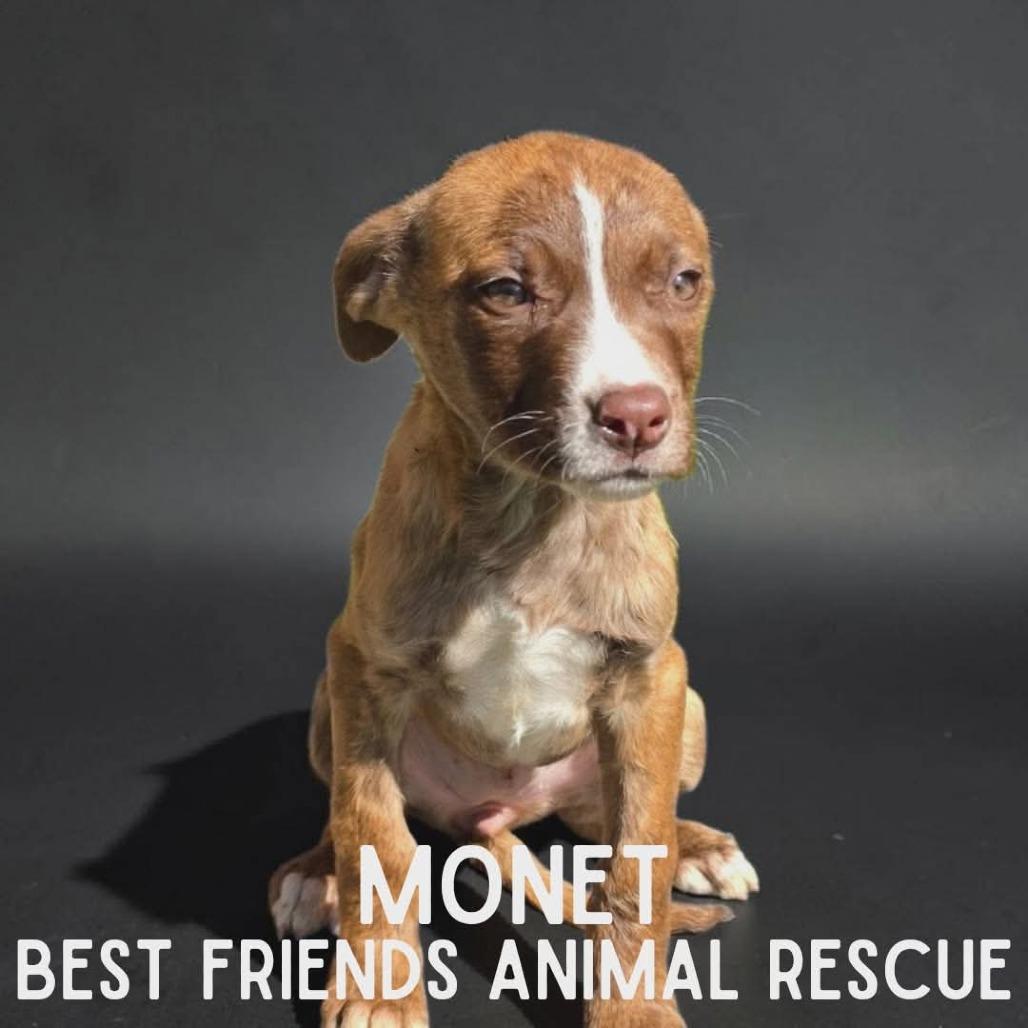 Enlarge Monet, a Adoptable mixed breed in Wasilla, AK image 3/3