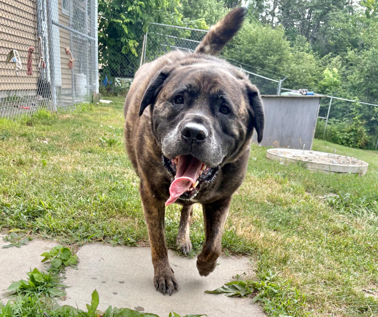 Enlarge Reaper, an adoptable mixed breed in St Stephen, NB image 2/2