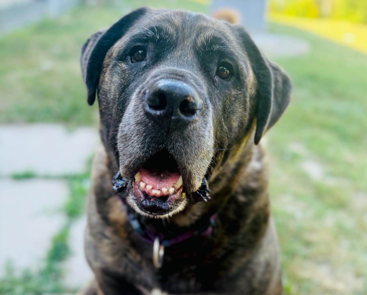 Reaper, adoptable, Adult Male Mastiff.