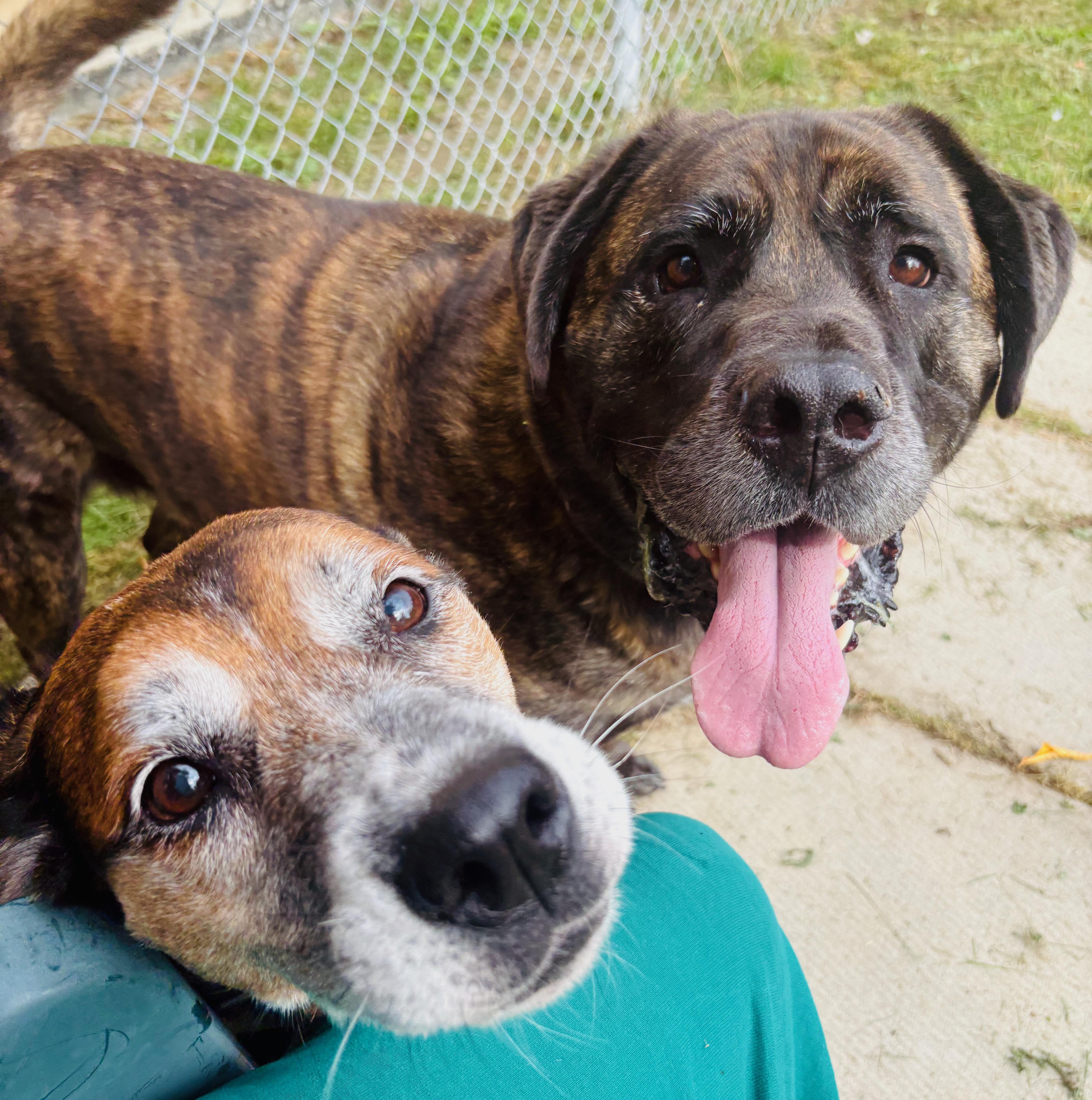 Reaper, Adoptable, Adult Male Mastiff.