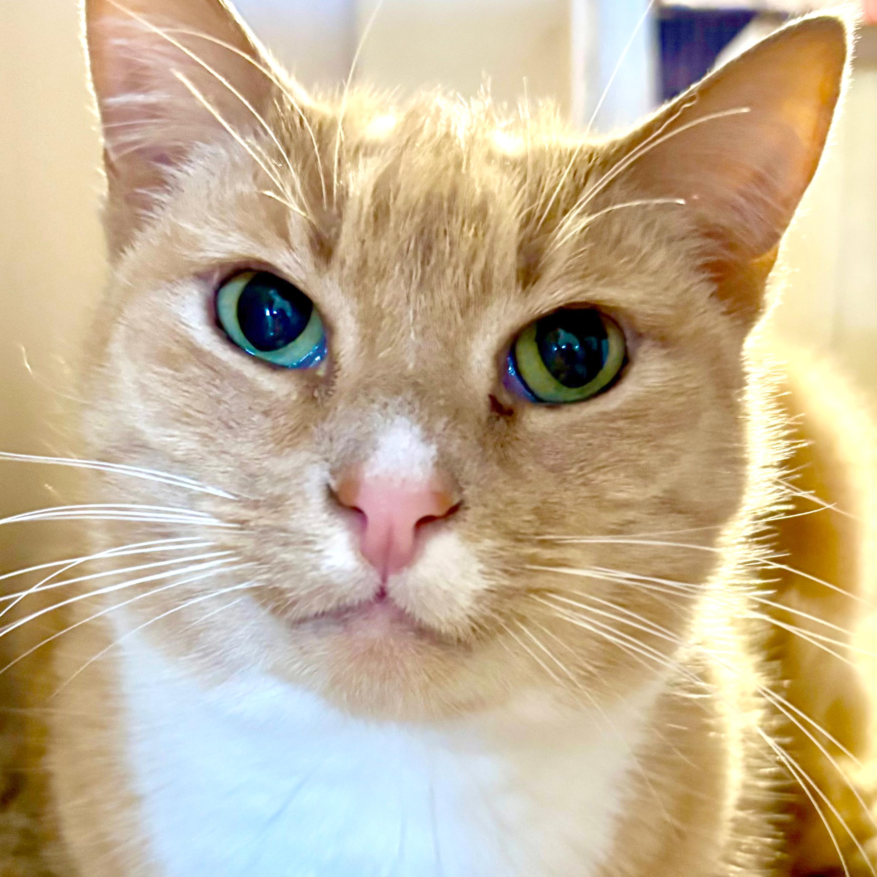 Enlarge Victory (and Topper), a Adoptable mixed breed in Santa Fe, NM image 3/6