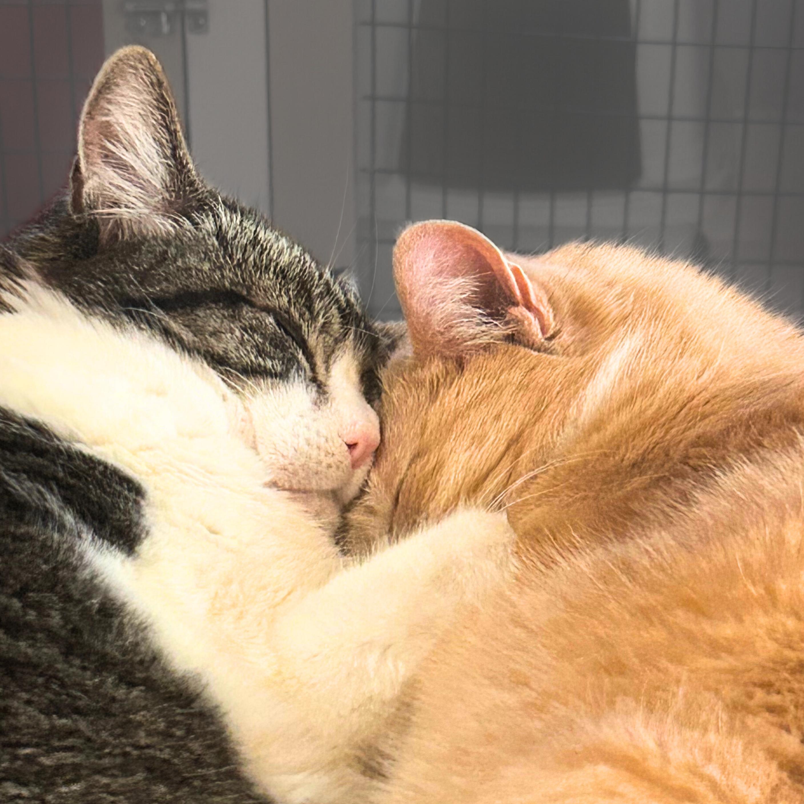 Enlarge Victory (and Topper), a Adoptable mixed breed in Santa Fe, NM image 2/5