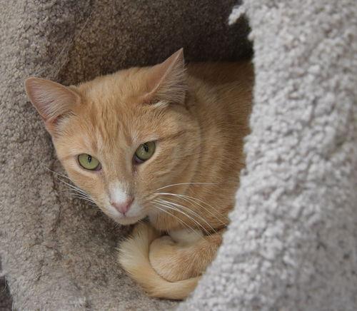 Enlarge Victory (and Topper), a Adoptable mixed breed in Santa Fe, NM image 3/5