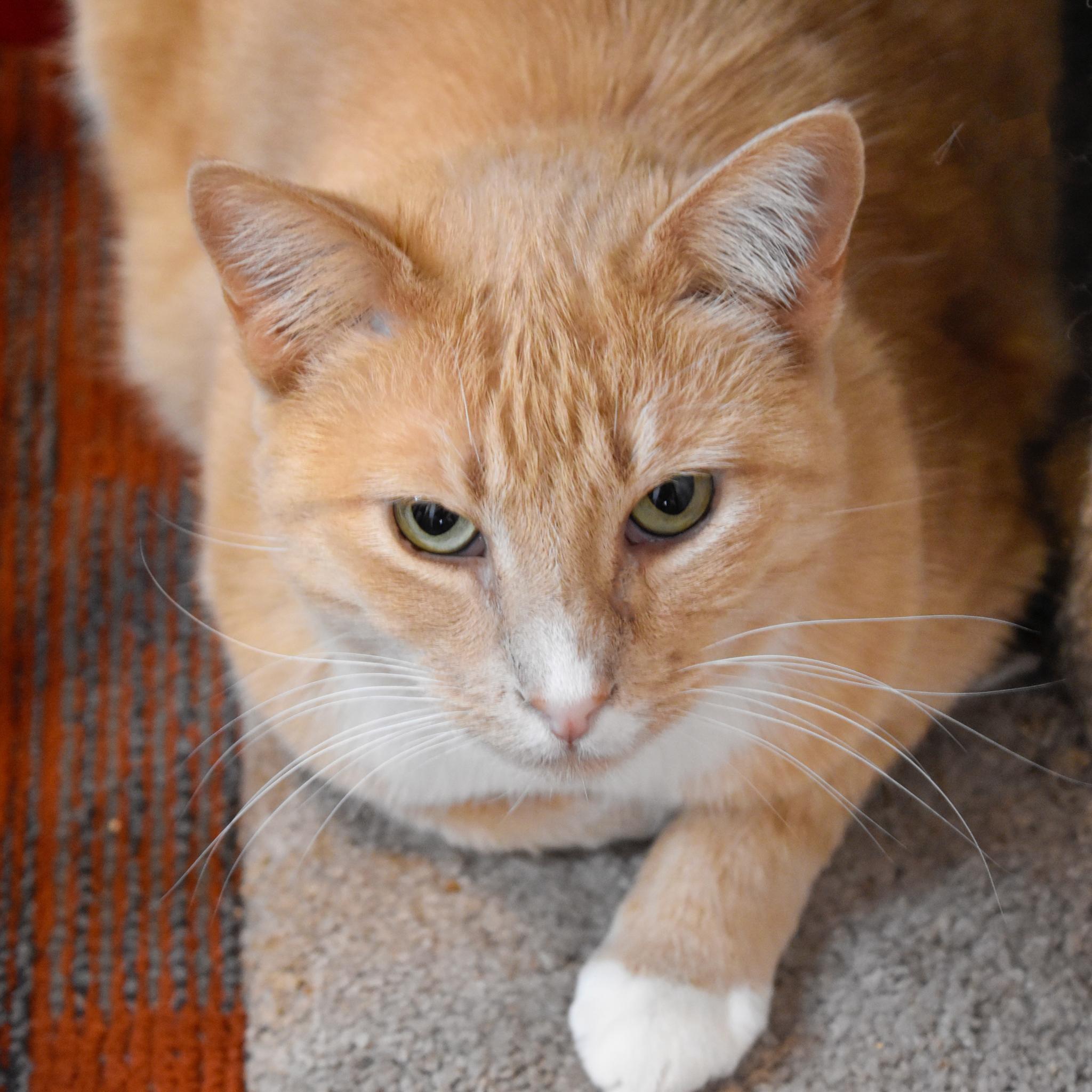 Enlarge Victory (and Topper), a Adoptable mixed breed in Santa Fe, NM image 4/6