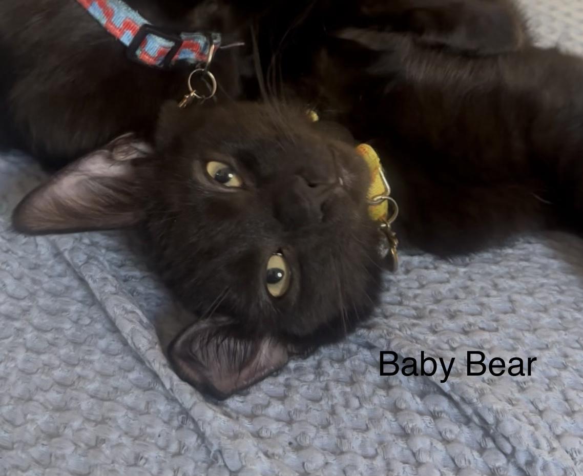 Baby Bear, Adoptable, Young Male Domestic Short Hair.