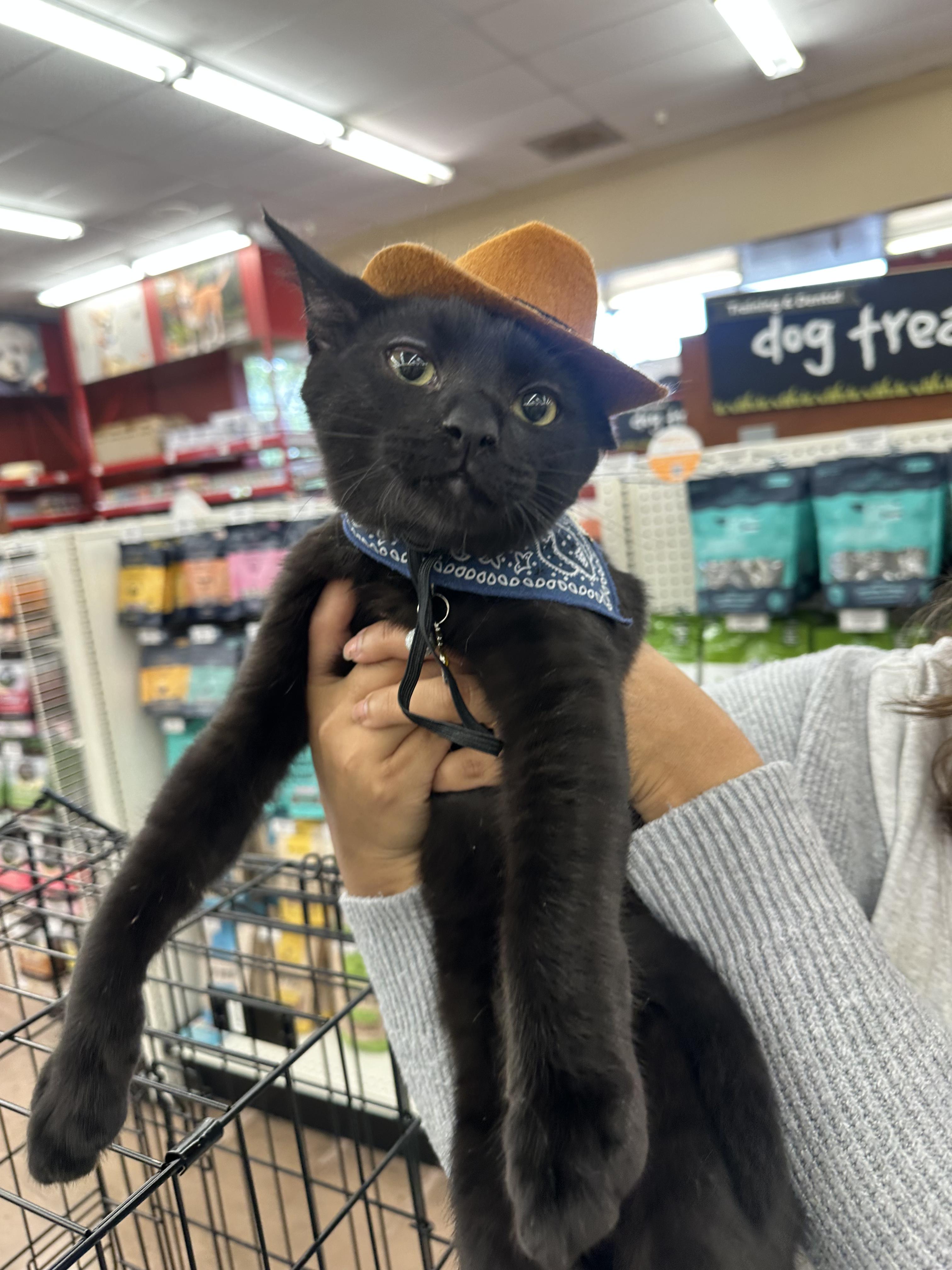Enlarge Baby Bear, a Adoptable Domestic Short Hair in Crockett, CA image 2/2