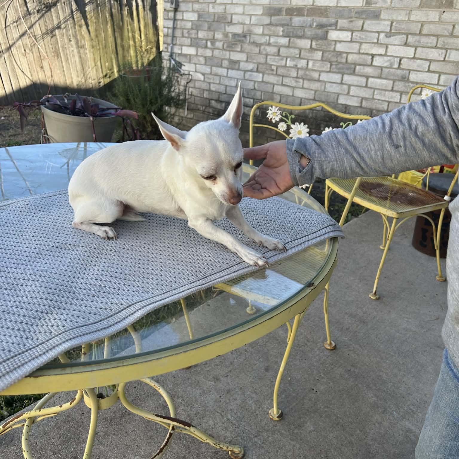 Enlarge PRINCESS, a Adoptable Chihuahua in Frisco, TX image 1/2